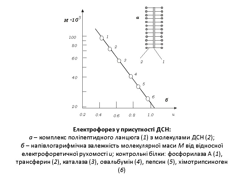 Електрофорез у присутності ДСН: а – комплекс поліпептидного ланцюга (1) з молекулами ДСН (2);